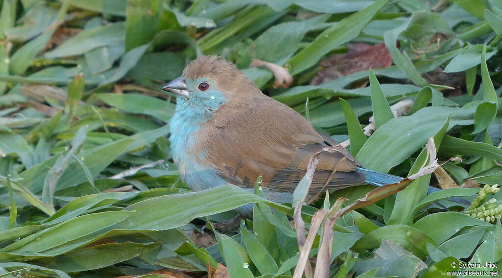 Blue Waxbill