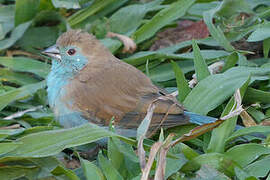 Blue Waxbill