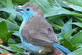 Blue Waxbill