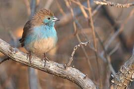 Blue Waxbill