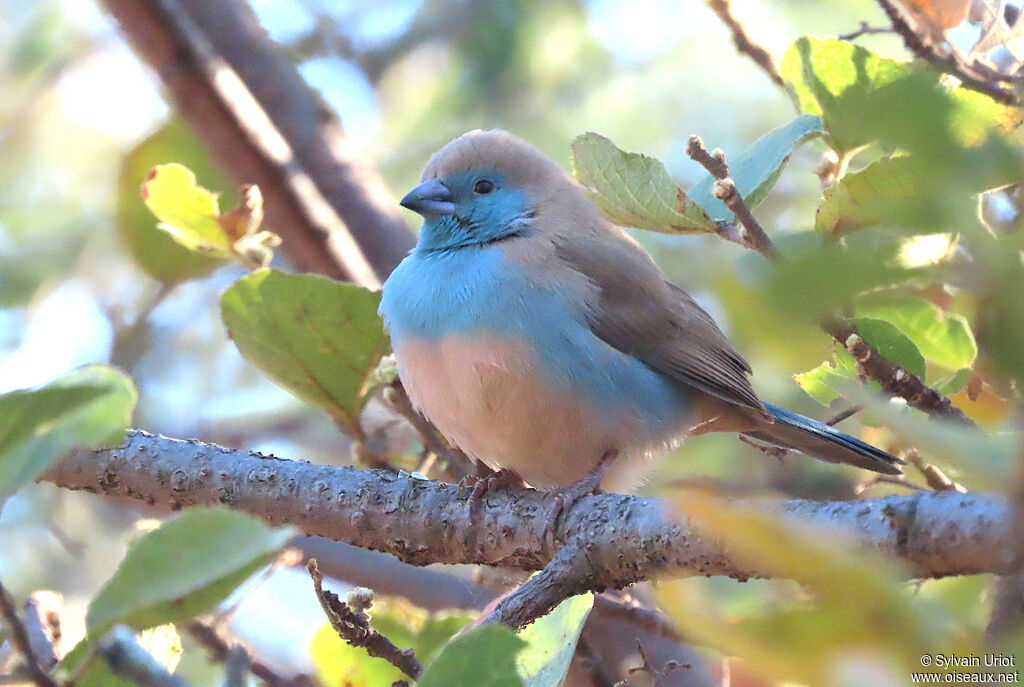 Blue Waxbilladult