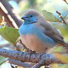 Cordonbleu de l'Angola