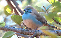 Cordonbleu de l'Angola