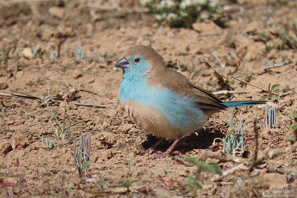 Blue Waxbilladult