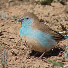 Cordonbleu de l'Angola