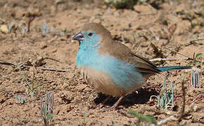 Cordonbleu de l'Angola