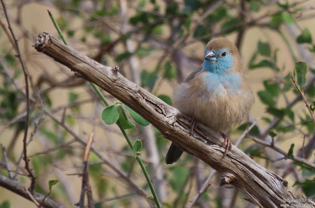 Blue Waxbilladult