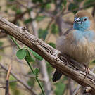 Cordonbleu de l'Angola
