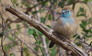 Blue Waxbill