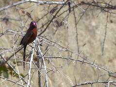 Violet-eared Waxbill