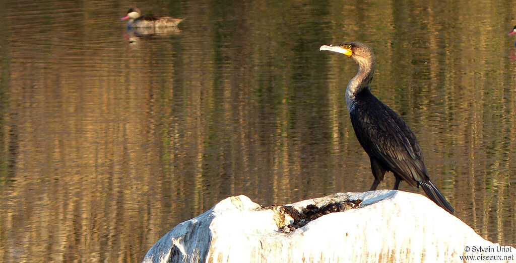 Cormoran à poitrine blancheadulte