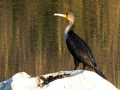 White-breasted Cormorant