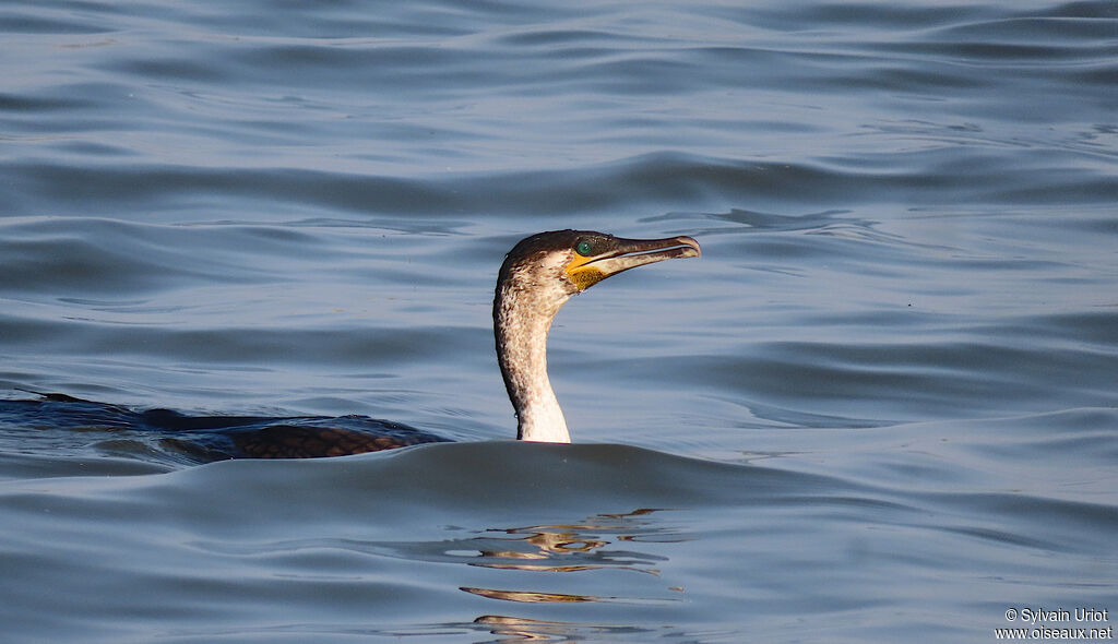 White-breasted Cormorantadult