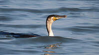 Cormoran à poitrine blanche