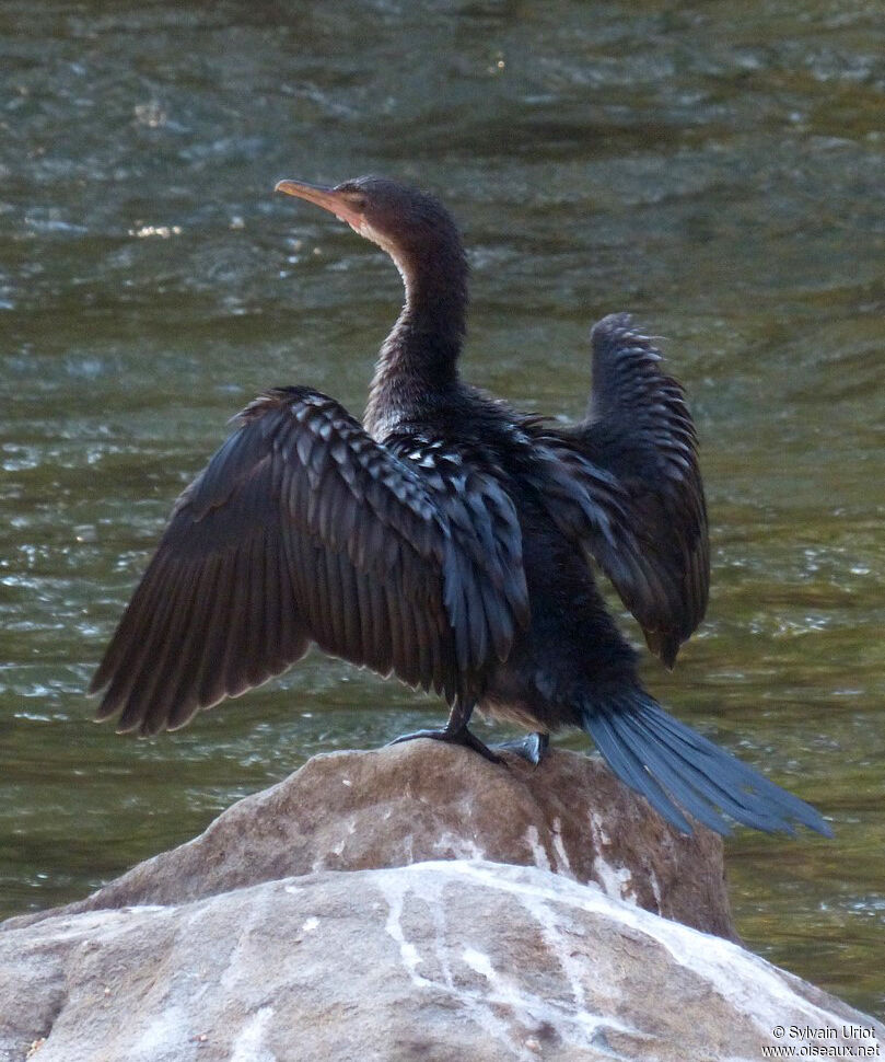 Reed Cormorant