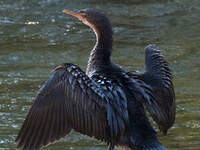 Cormoran africain