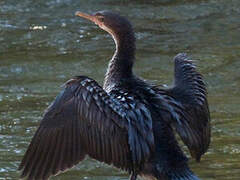 Reed Cormorant