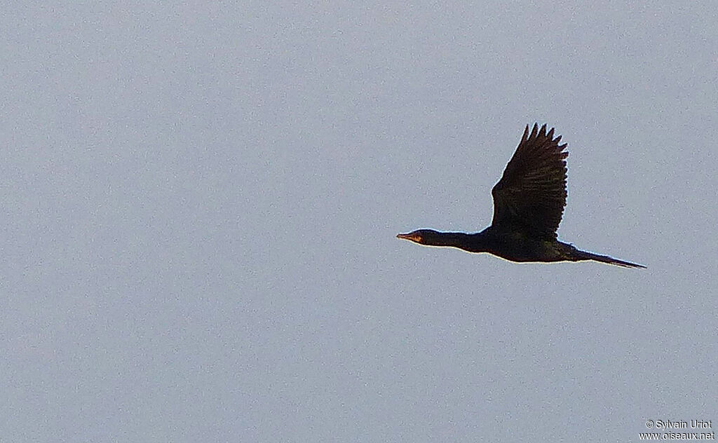 Reed Cormorant