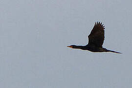 Reed Cormorant