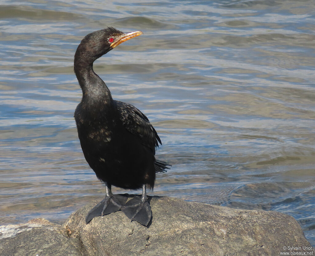 Cormoran africainadulte internuptial