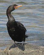 Reed Cormorant