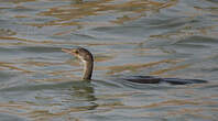 Cormoran africain