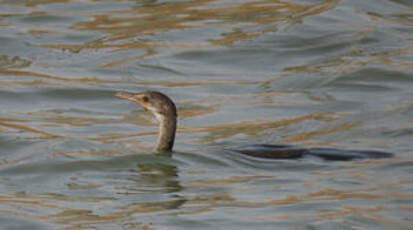 Cormoran africain