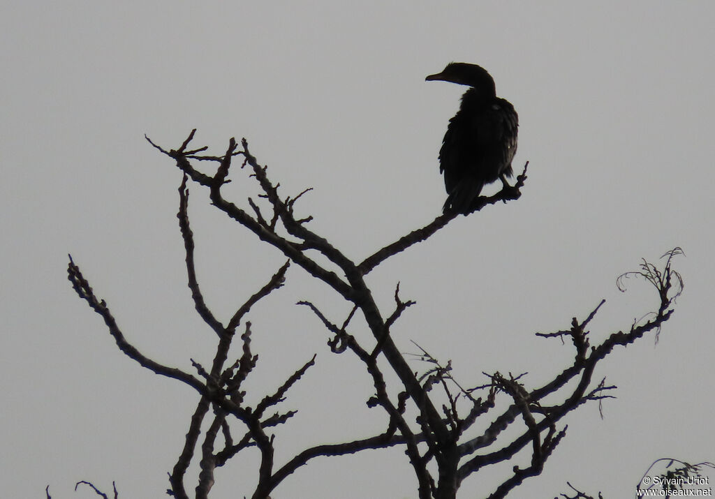 Cormoran africainadulte