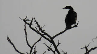 Cormoran africain