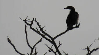 Cormoran africain
