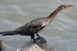 Cormoran africain