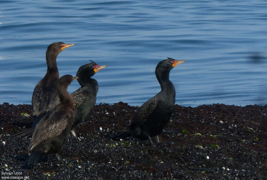 Crowned Cormorant