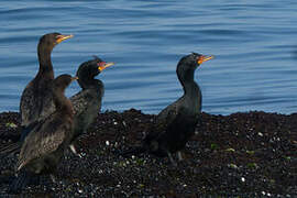 Crowned Cormorant