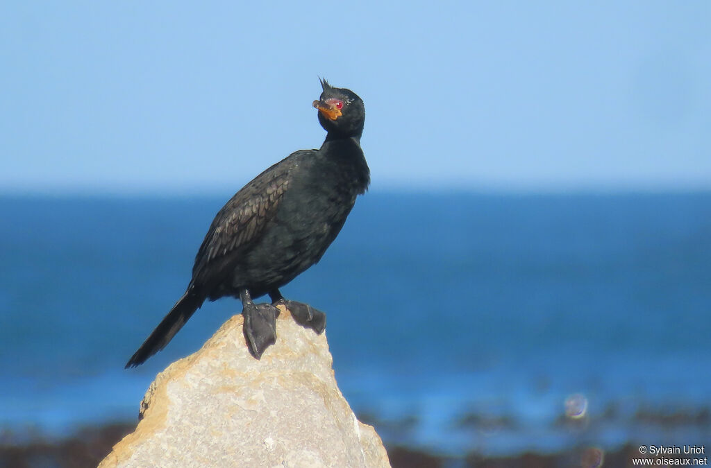 Crowned Cormorantadult