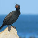 Cormoran couronné