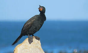 Crowned Cormorant