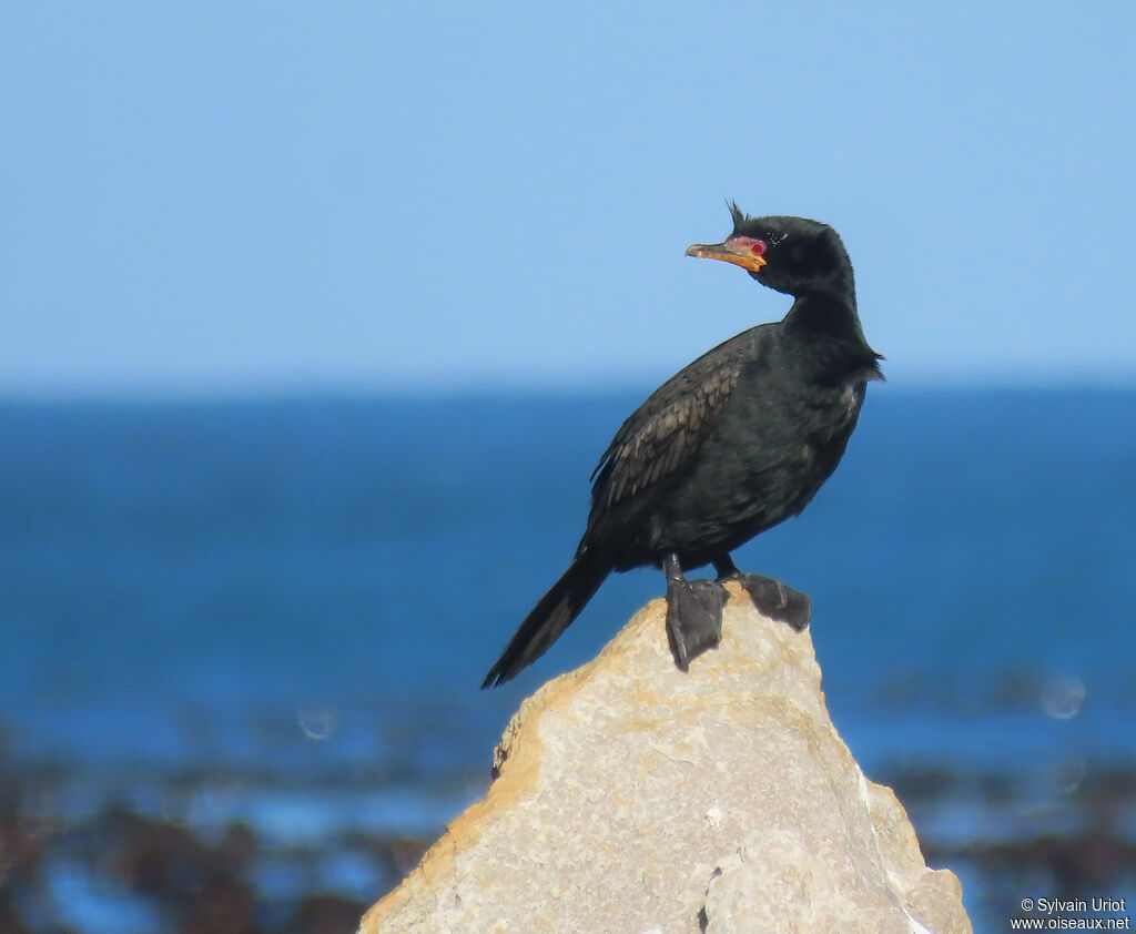 Cormoran couronnéadulte