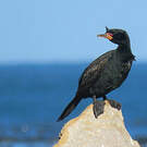 Cormoran couronné