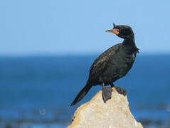 Crowned Cormorant