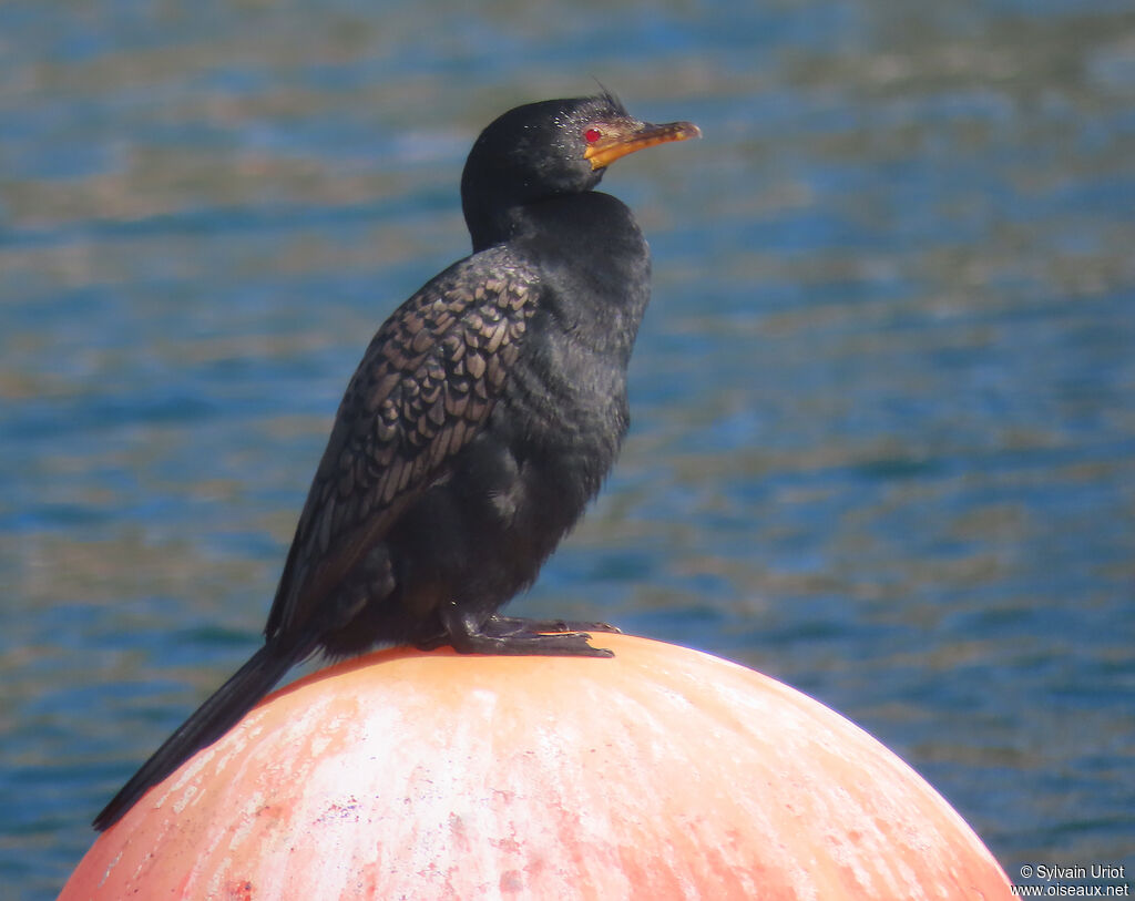 Crowned Cormorantadult