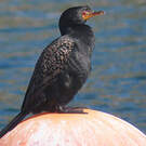 Cormoran couronné