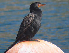 Crowned Cormorant