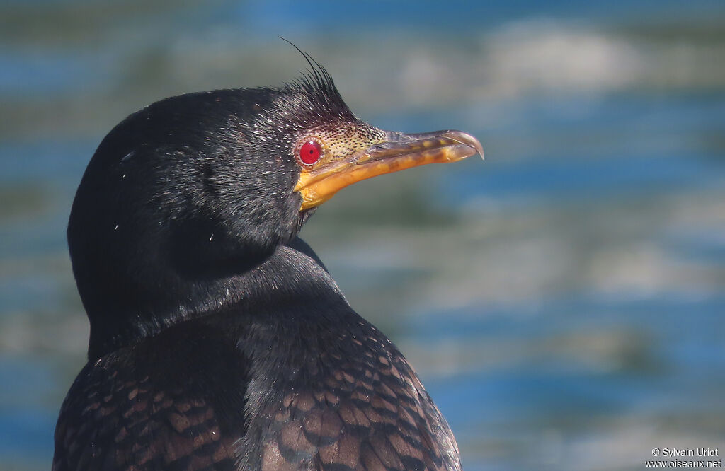 Cormoran couronnéadulte