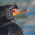 Cormoran couronné