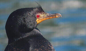 Crowned Cormorant