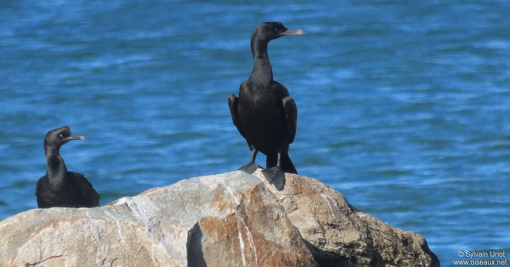 Cormoran des bancsadulte