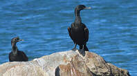 Cormoran des bancs