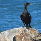 Cormoran des bancs