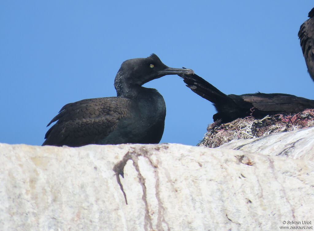 Bank Cormorantadult breeding