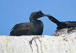 Cormoran des bancs